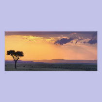 Panoramic view of single acacia tree at photography