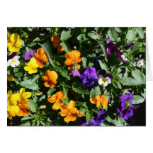 Pansies Cards