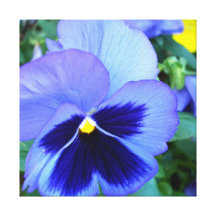 Pansies CricketDiane Photographic Floral on Canvas Stretched Canvas Prints
