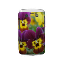 Pansies in Purple and Yellow Blackberry Case