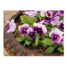 Pansies - Purple Pansies Postcards