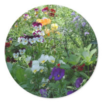 Pansies
