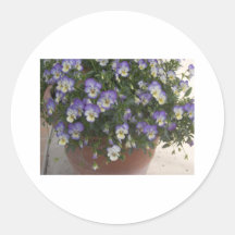 pansies stickers