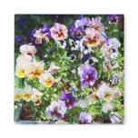 pansy bed fridge magnet
