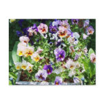 pansy bed