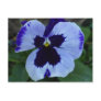 Pansy Bloom Postcard