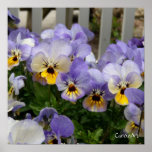 "Pansy Blues Fence" Art Poster