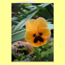 Pansy cards