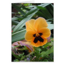 Pansy Card