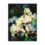Pansy Dreams Post Cards