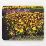 Pansy Flower Mouse Pads