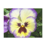 Pansy Flower Pictures Postcard