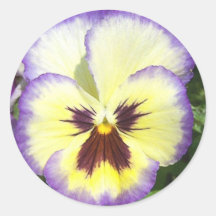 Pansy Flower Pictures Stickers