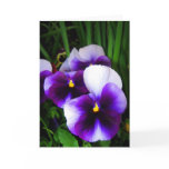 Pansy flowers - Card