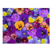 Pansy flowers floating in bird bath with dew post cards