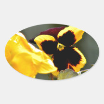 Pansy in the gardn sticker