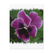Pansy Pictures Postcard