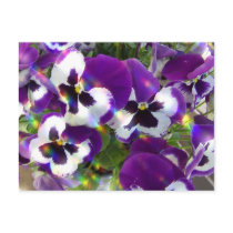 Pansy Postcard