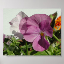 Pansy Poster