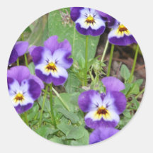 pansy round sticker