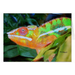 Panther Chameleon Greeting Cards