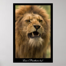 Panthera leo. Lion. Poster by cARTerART