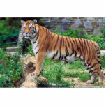 Panthera Tigris Tigris photo sculptures
