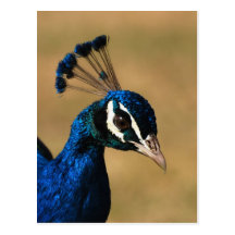 Paon Carte Postale