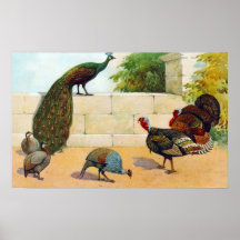 Paon, Turquie, Guinée Poster