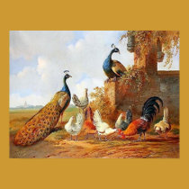 Paons et affiche de poulets affiches