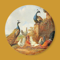 Paons et poulets aimants