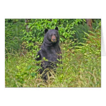 Papa Bear Father's Day Greeting Cards