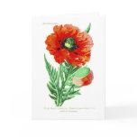 Papaver bracteatum cards
