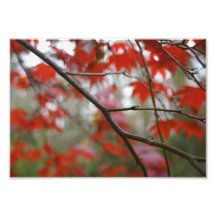 papercuts. photographic print