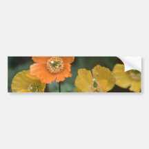 Papery Colours Bumper Stickers