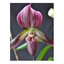 PAPH. Eureka x Hsinying Post Card