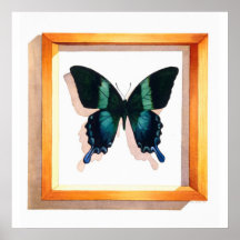 "Papilio blumei" Butterfly Watercolor Print