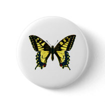 Papilio machaon pins