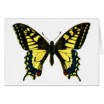 Papilio machaon card