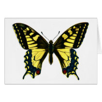 Papilio machaon cards
