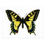 Papilio machaon post card