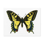 Papilio machaon postcards