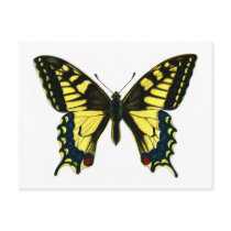 Papilio machaon post card