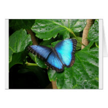 Papillon Carte De Vœux
