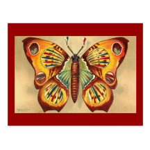 Papillon Carte Postale