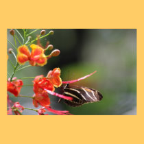 Papillon de Longwing de zèbre + Affiche royale de  affiches