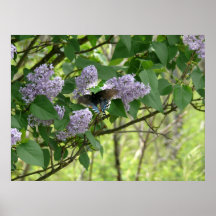 Papillon de machaon et Bush lilas Affiches