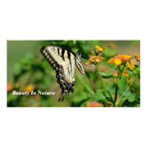 Papillon de machaon photocarte customisée