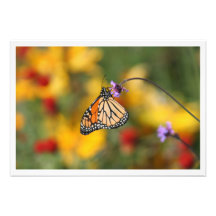 Papillon de monarque à la recherche de pollen photographie d’art