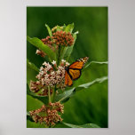 Papillon de monarque affiche